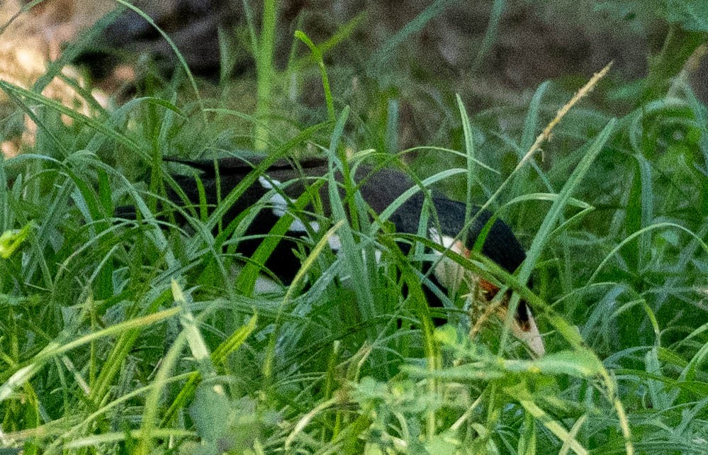 Javan Pied Starling - ML642882379