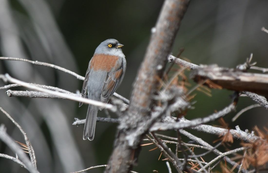 Yellow-eyed Junco - ML642882390