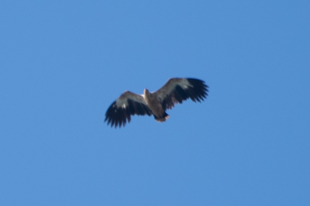 Palm-nut Vulture - ML642882406