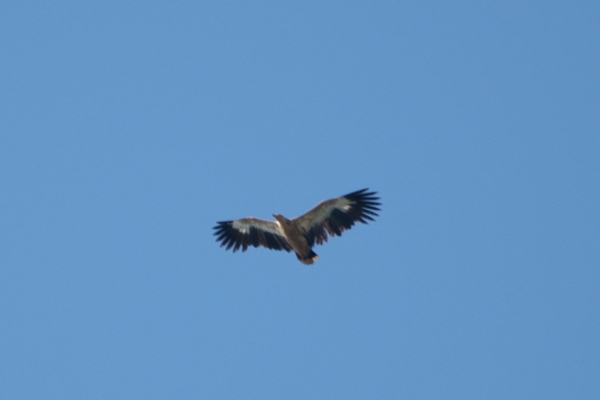 Palm-nut Vulture - ML642882407