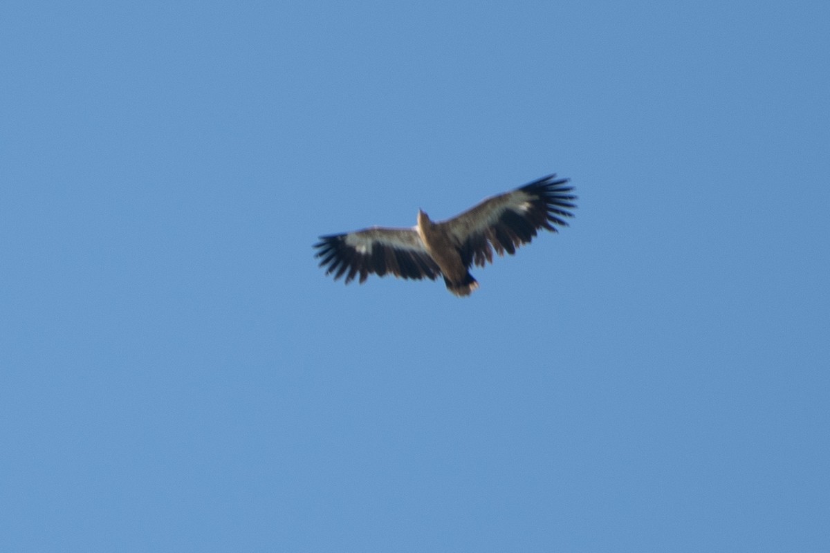 Palm-nut Vulture - ML642882408