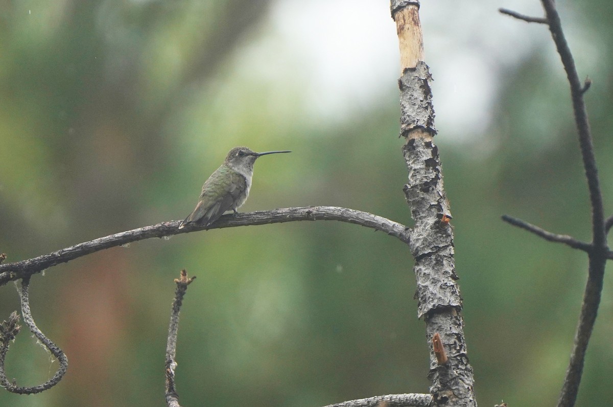 Black-chinned Hummingbird - ML642882409