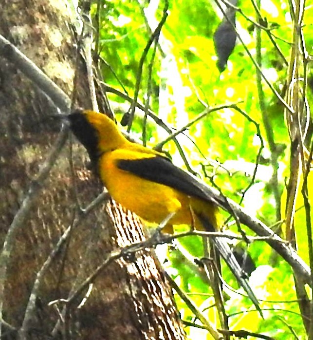 Yellow-backed Oriole - ML642882418