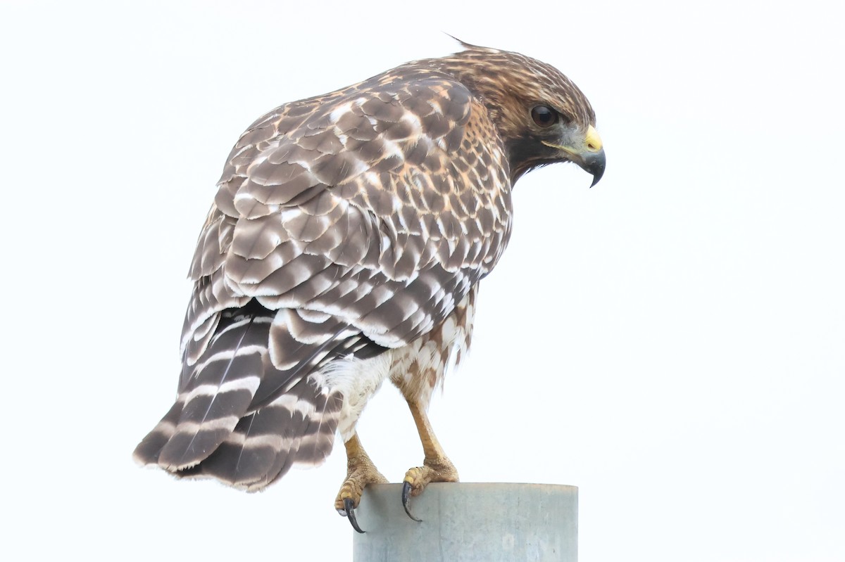 Red-shouldered Hawk - ML642882419