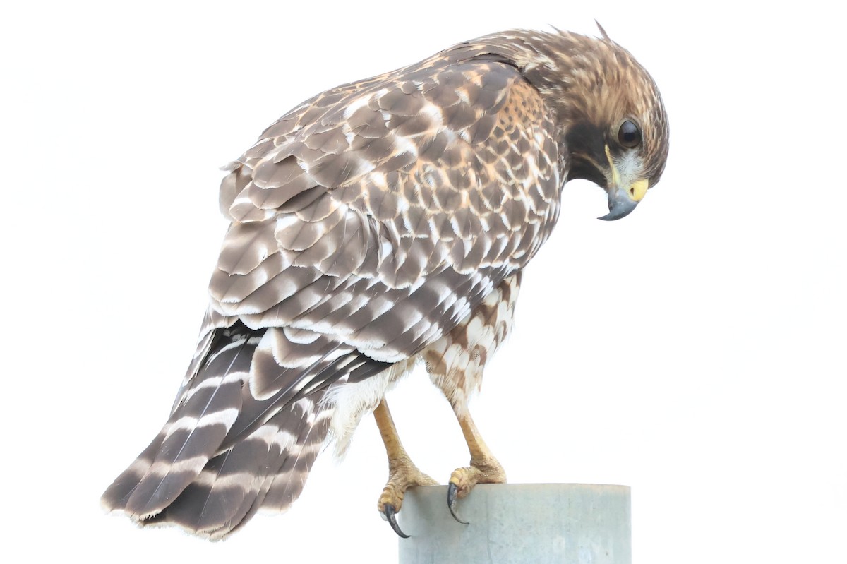 Red-shouldered Hawk - ML642882420