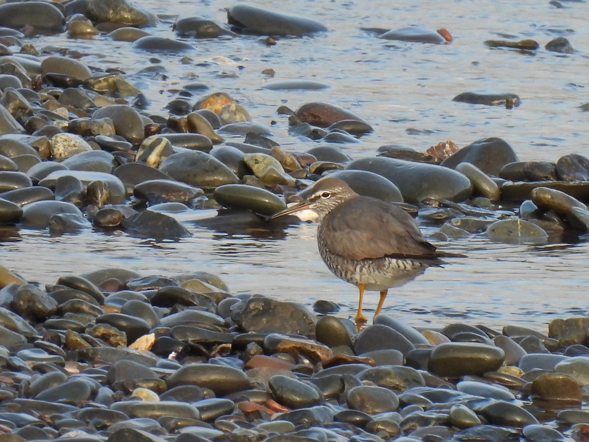 alaskavandresnipe - ML642882427