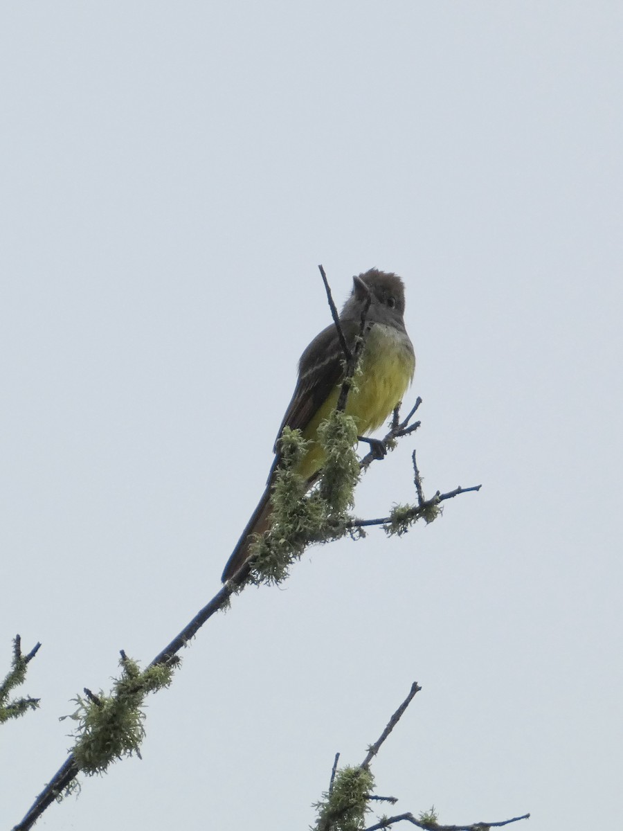 Great Crested Flycatcher - ML642882431
