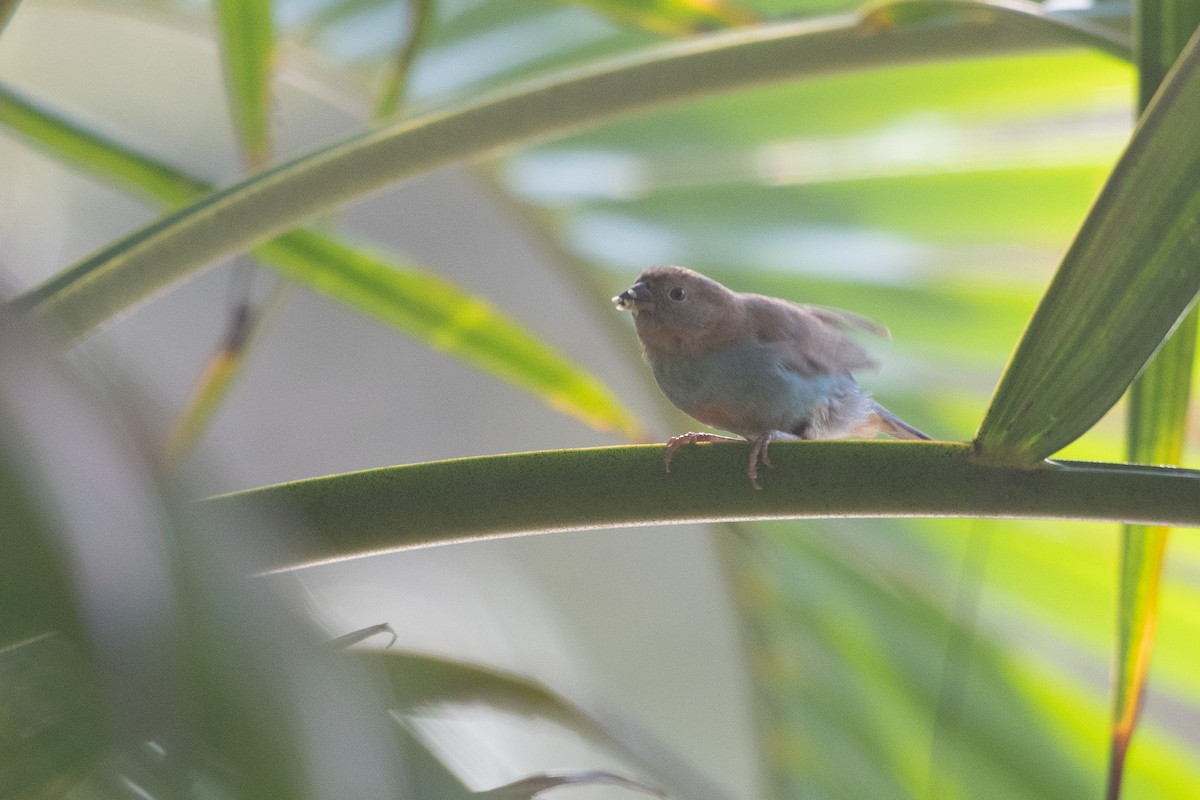 Red-cheeked Cordonbleu - ML642882441