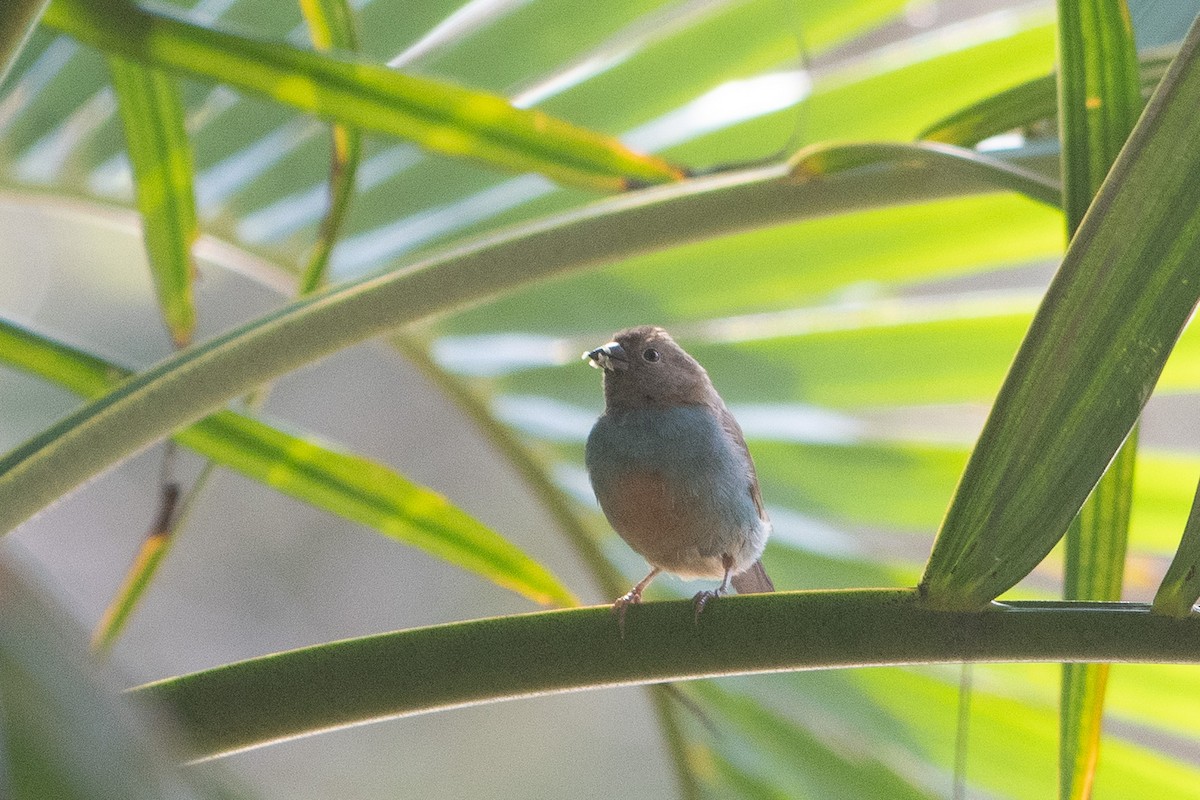 Red-cheeked Cordonbleu - ML642882442