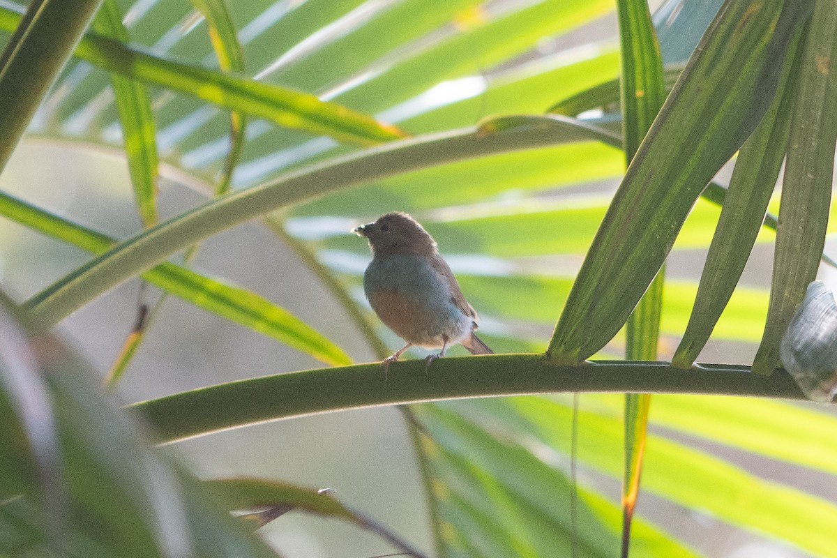 Red-cheeked Cordonbleu - ML642882443