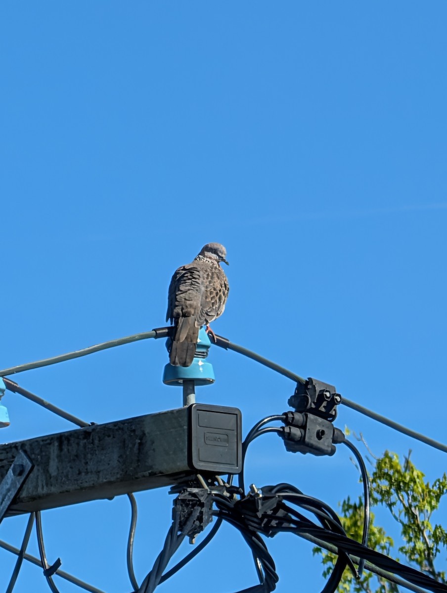 Spotted Dove - ML642882445