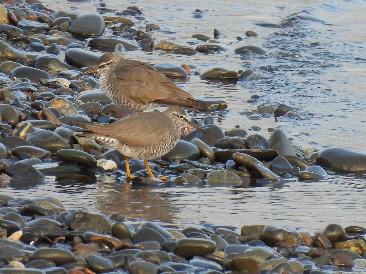 alaskavandresnipe - ML642882451