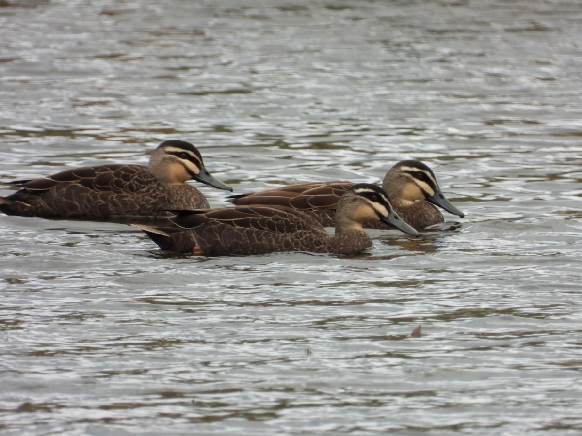 Pacific Black Duck - ML642882462