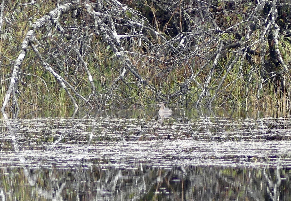 Pied-billed Grebe - ML642882463