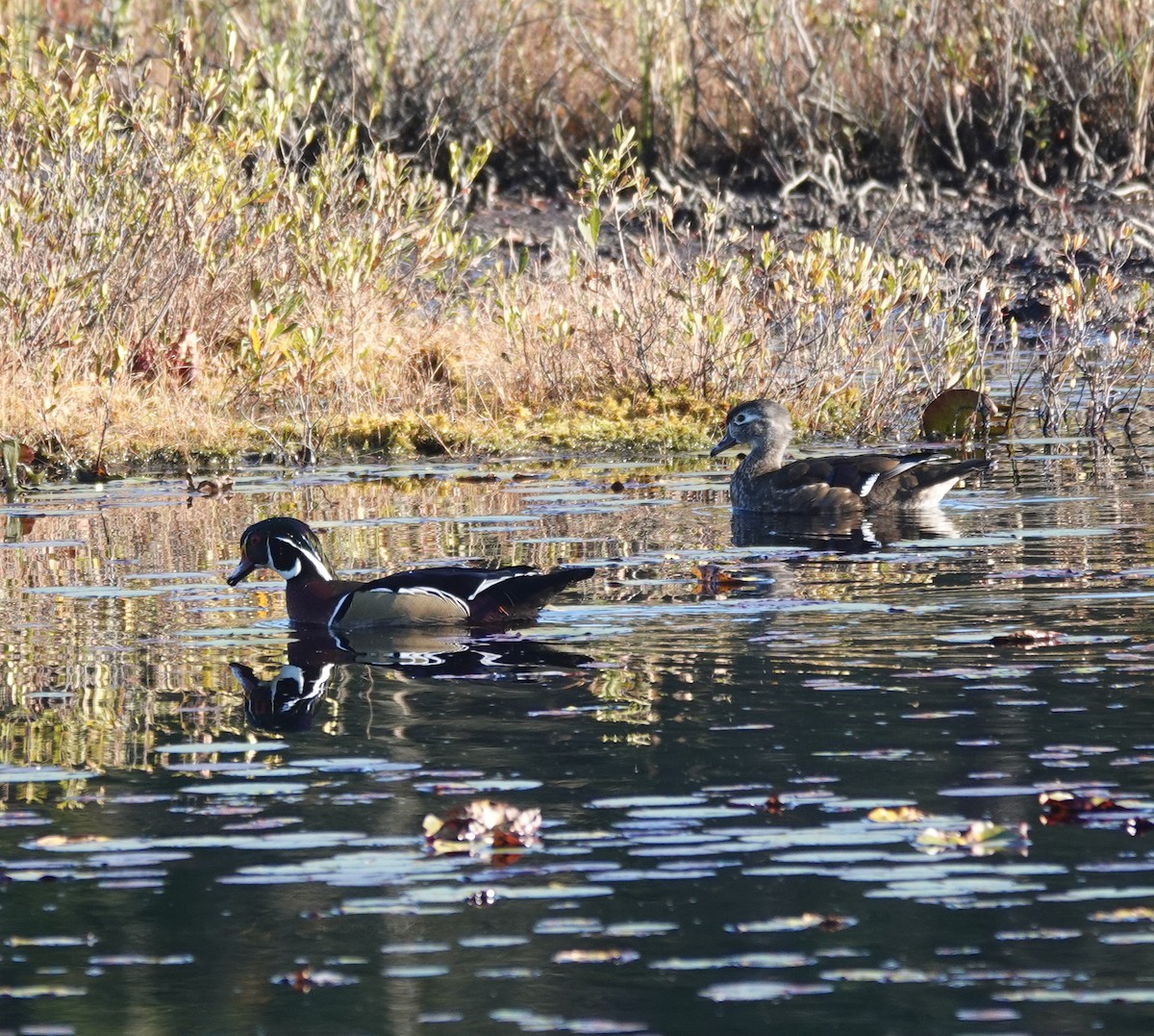 Wood Duck - ML642882468