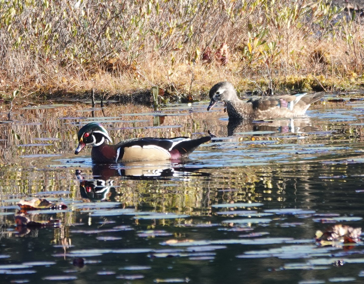 Wood Duck - ML642882472