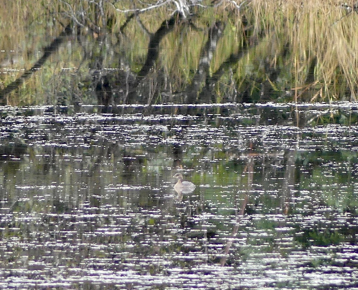 Pied-billed Grebe - ML642882489