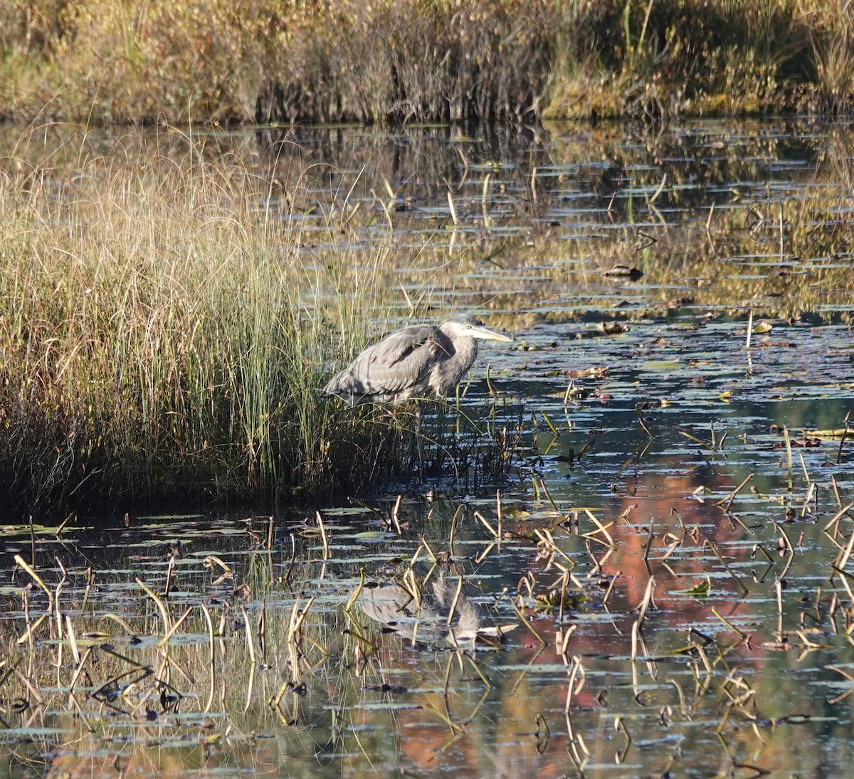 Great Blue Heron - ML642882491