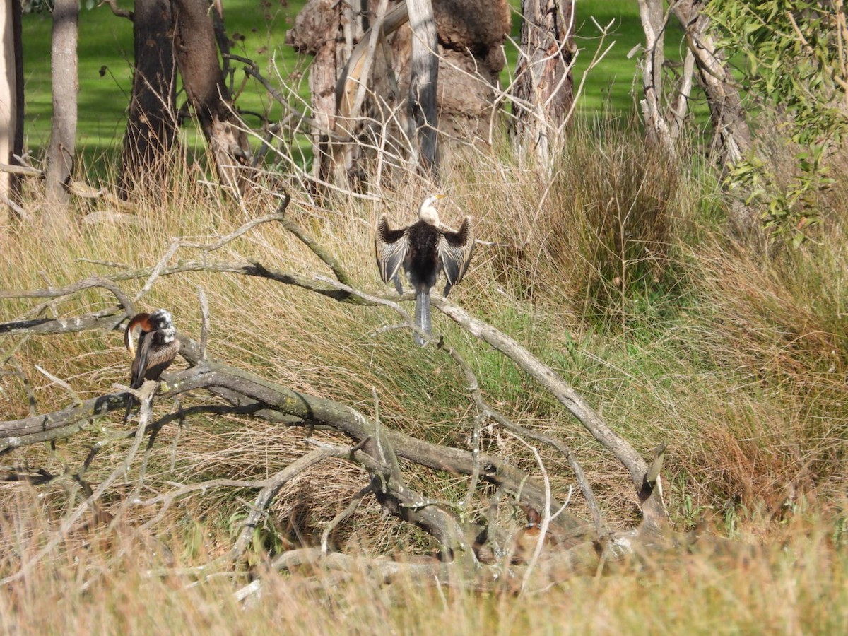 anhinga australská - ML642882496