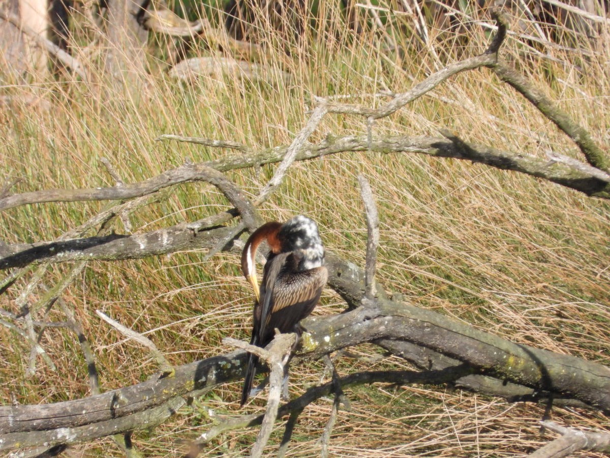 anhinga australská - ML642882497
