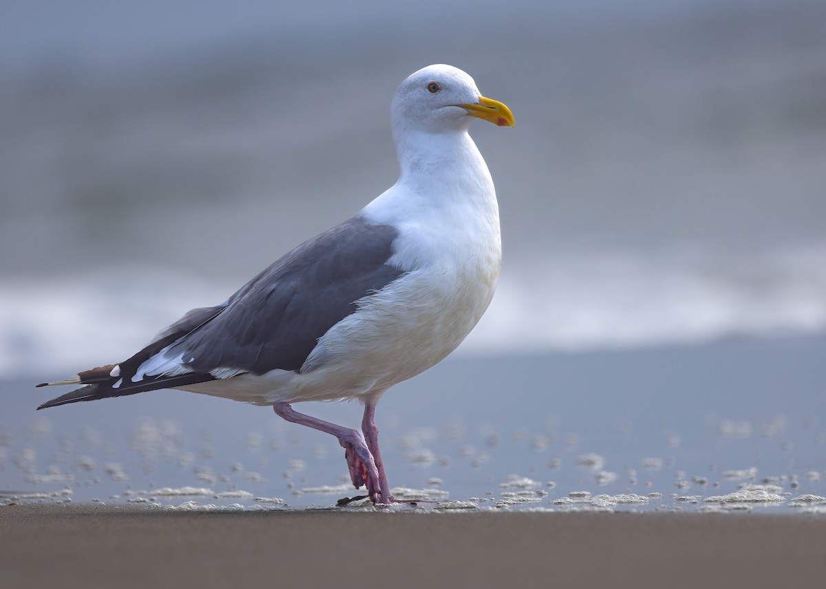 Western Gull - ML642882537