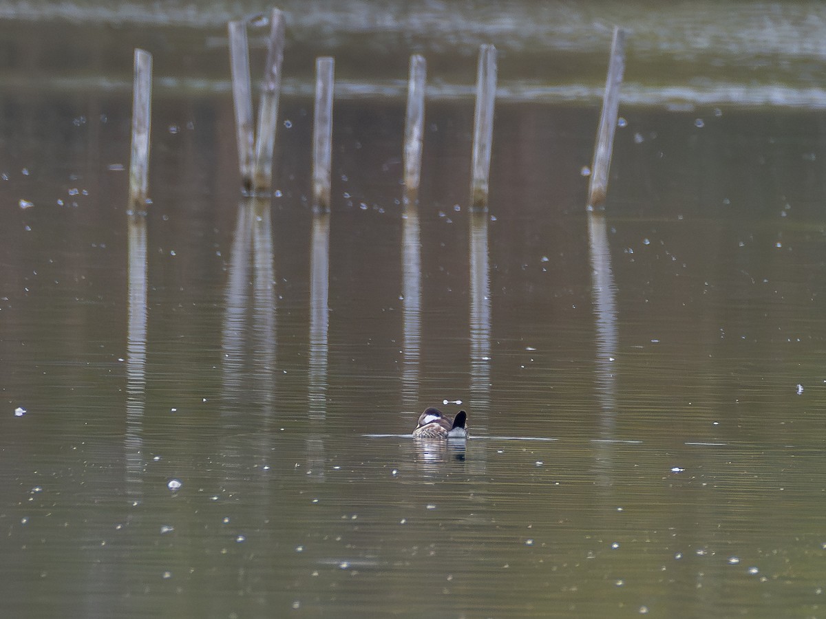 Ruddy Duck - ML642882545