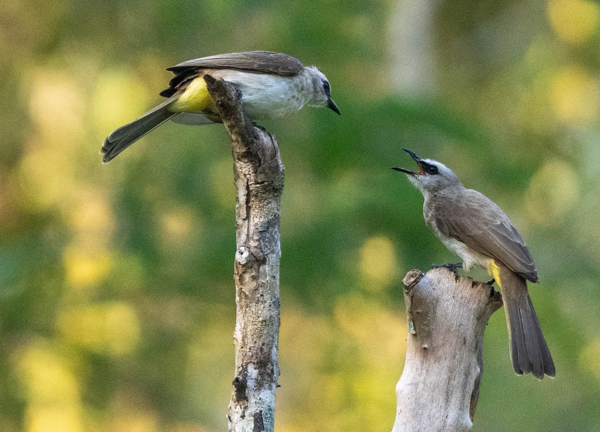 Yellow-vented Bulbul - ML642882549