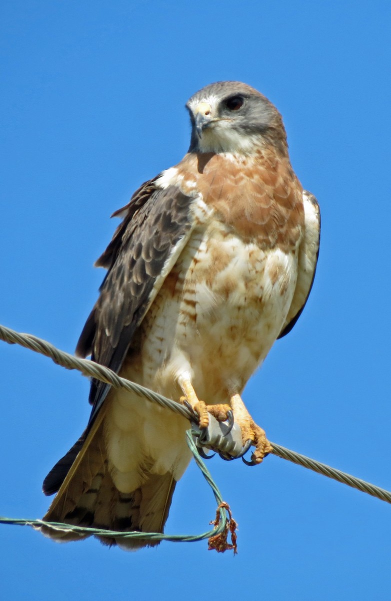 Swainson's Hawk - ML642882562