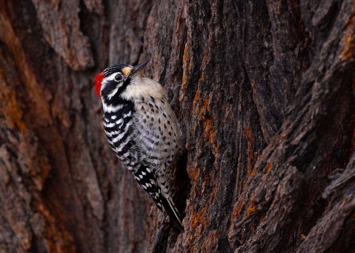 Nuttall's Woodpecker - ML642882588