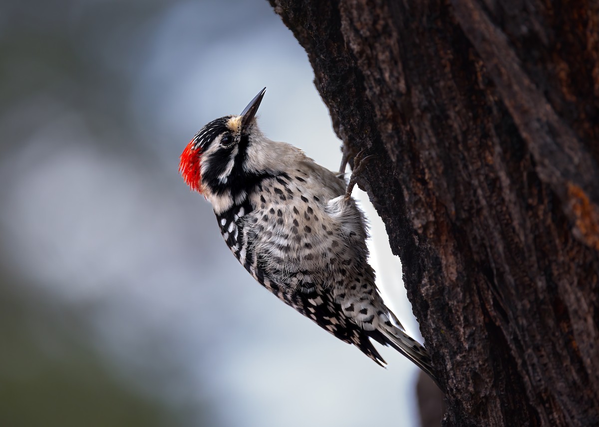 Nuttall's Woodpecker - ML642882589