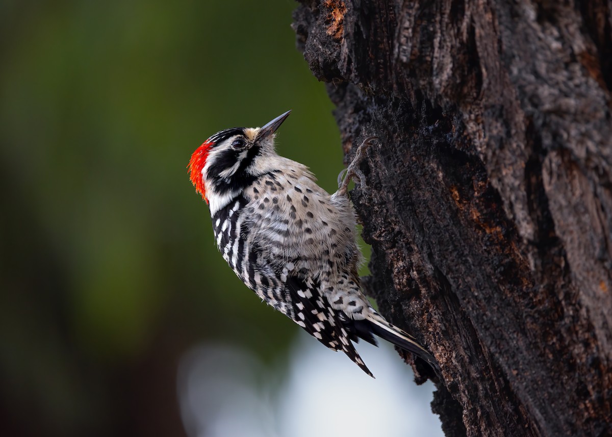 Nuttall's Woodpecker - ML642882590