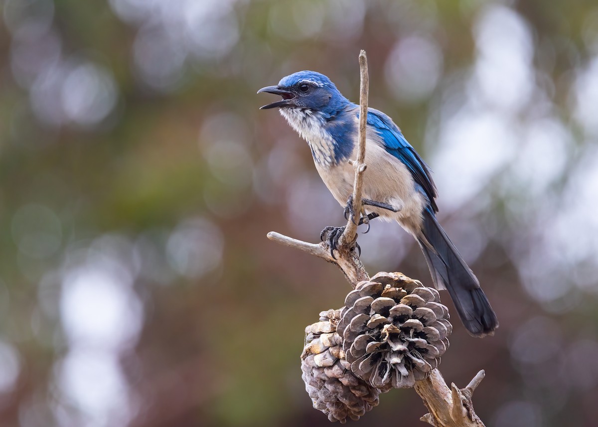 California Scrub-Jay - ML642882595