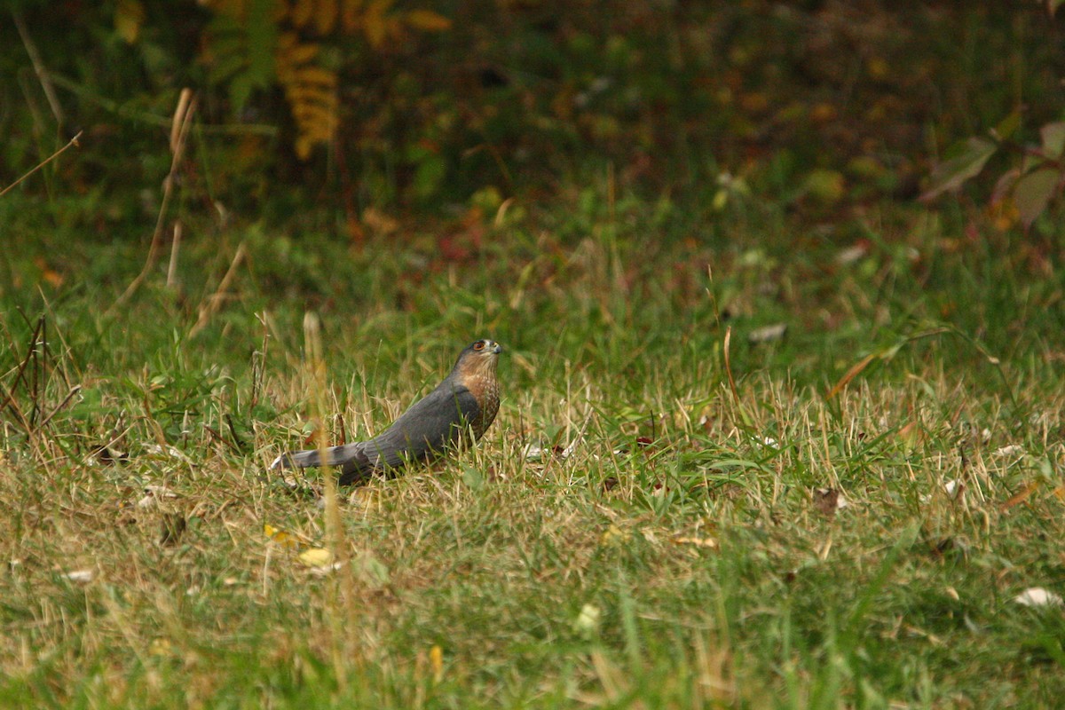 Sharp-shinned Hawk - ML642882609