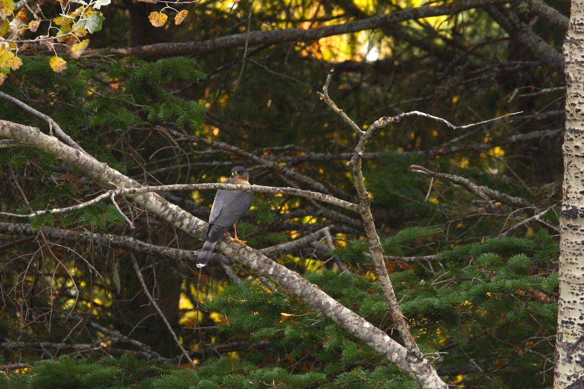 Sharp-shinned Hawk - ML642882610