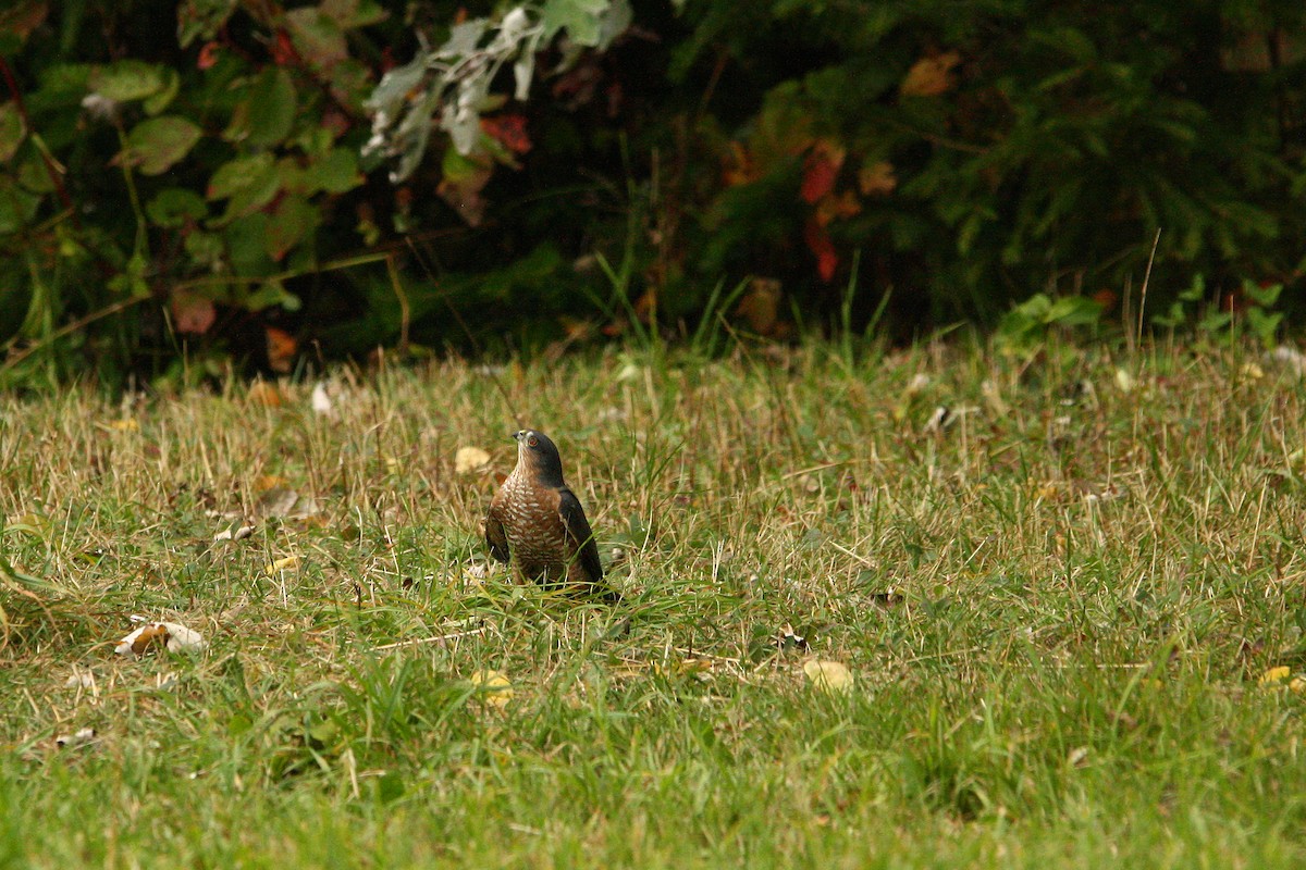 Sharp-shinned Hawk - ML642882611