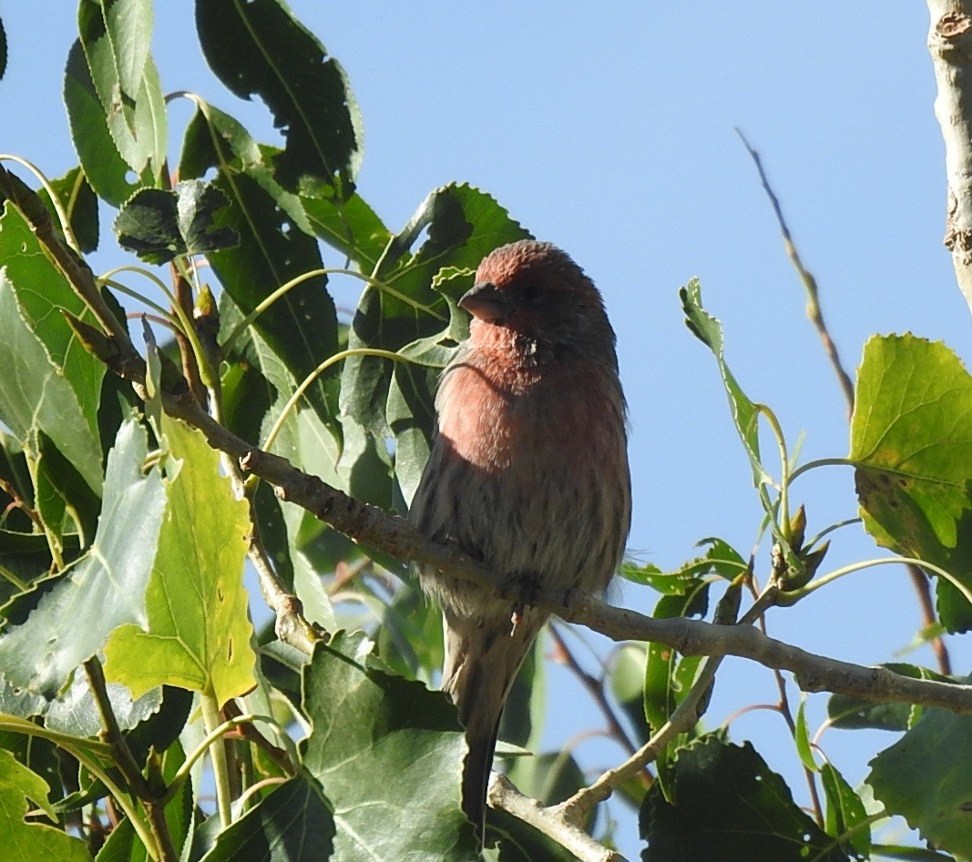 House Finch - ML642882617