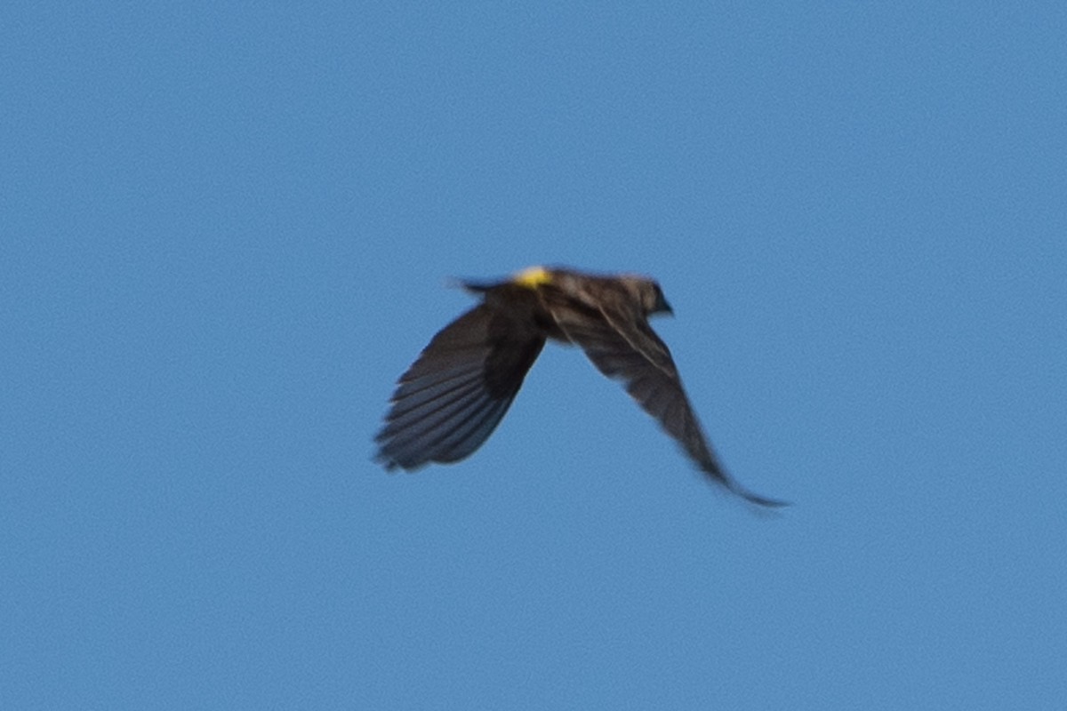Black-throated Canary - ML642882623