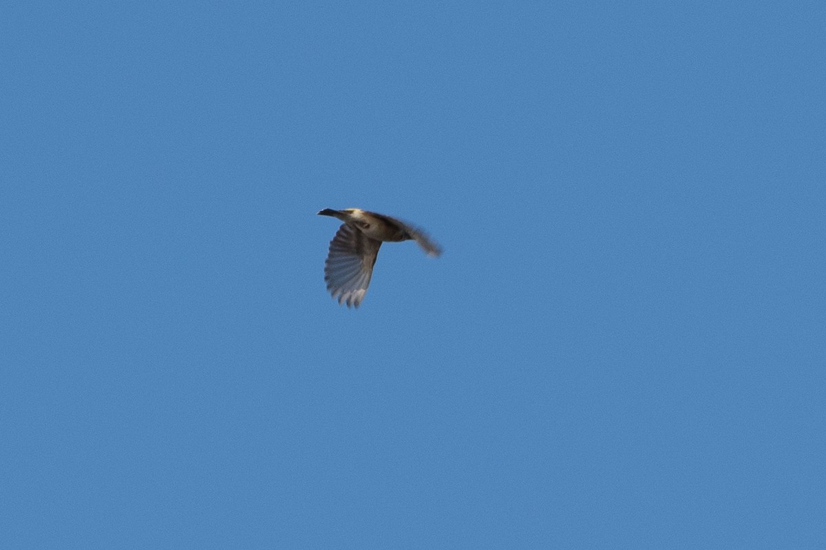 Black-throated Canary - ML642882625