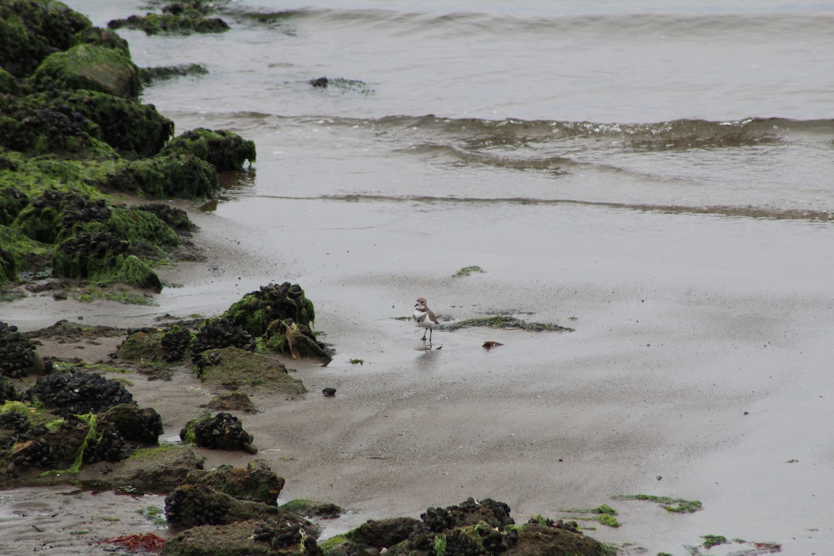 Two-banded Plover - ML642882651