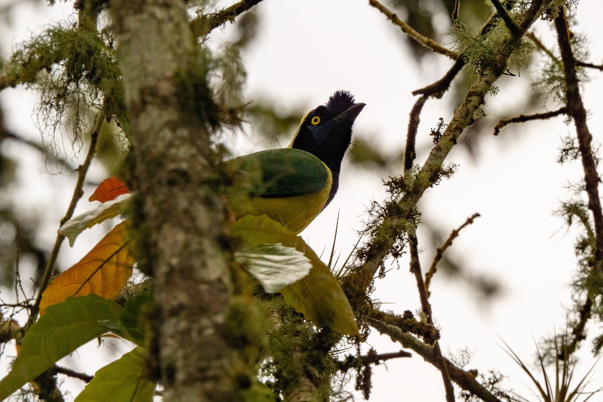 Green Jay - ML642882656