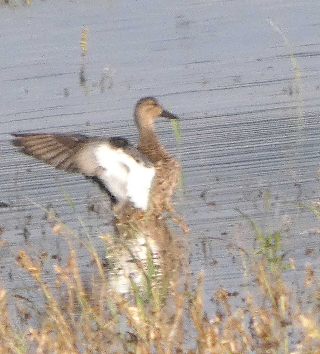 Blue-winged Teal - ML642882667