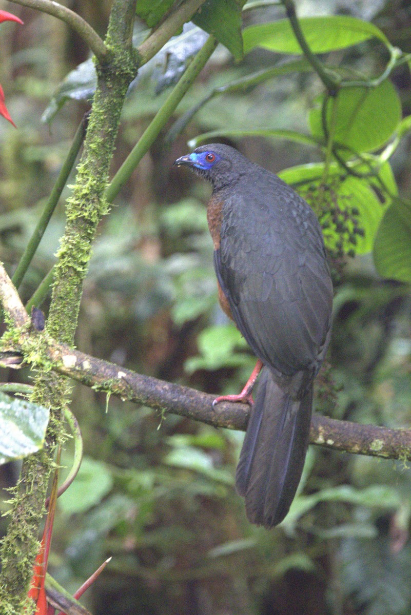 Sickle-winged Guan - ML642882669