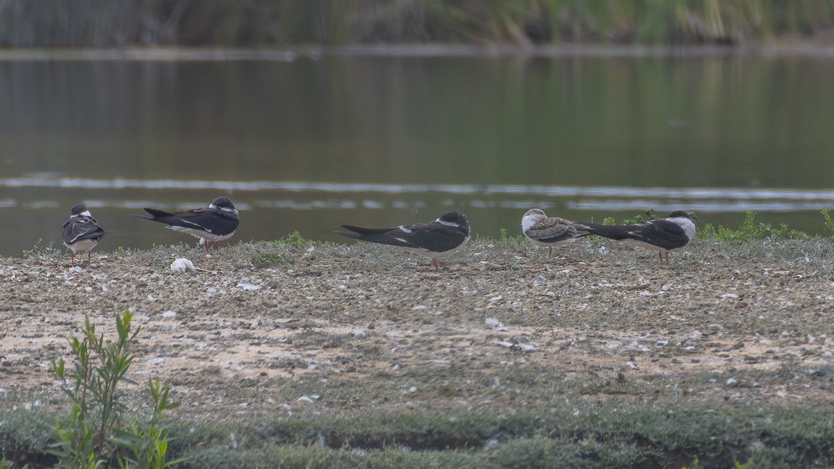 Black Skimmer - ML642882677