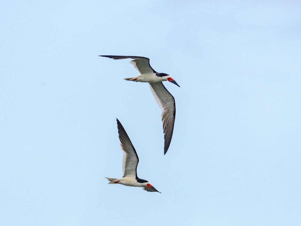 Black Skimmer - ML642882678