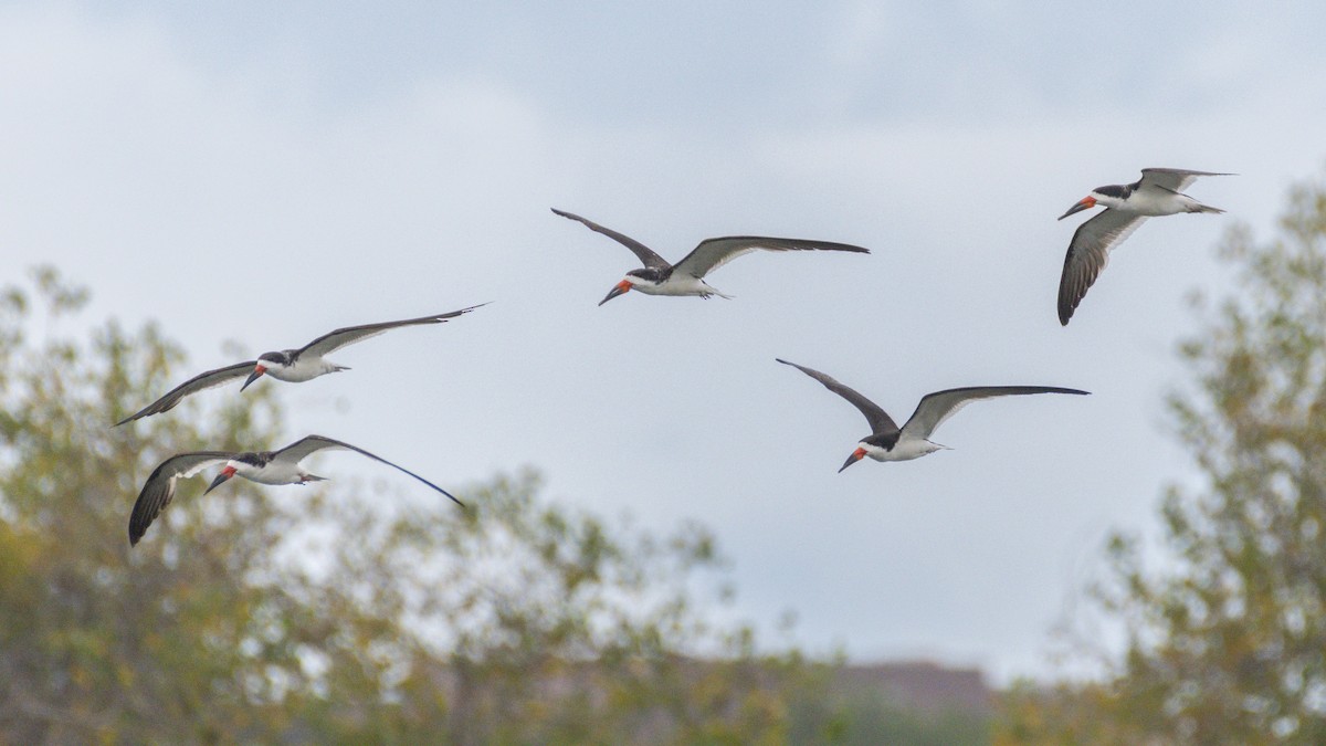 Black Skimmer - ML642882680