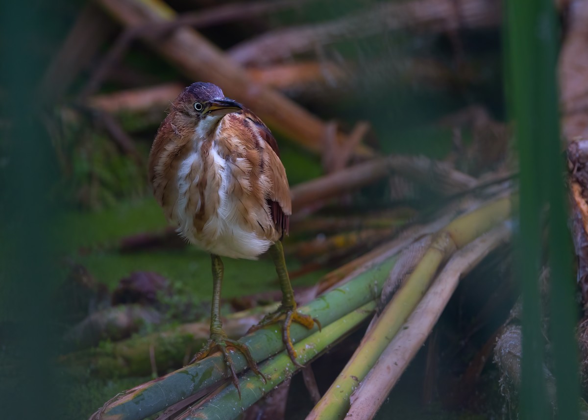 Least Bittern - ML642882684