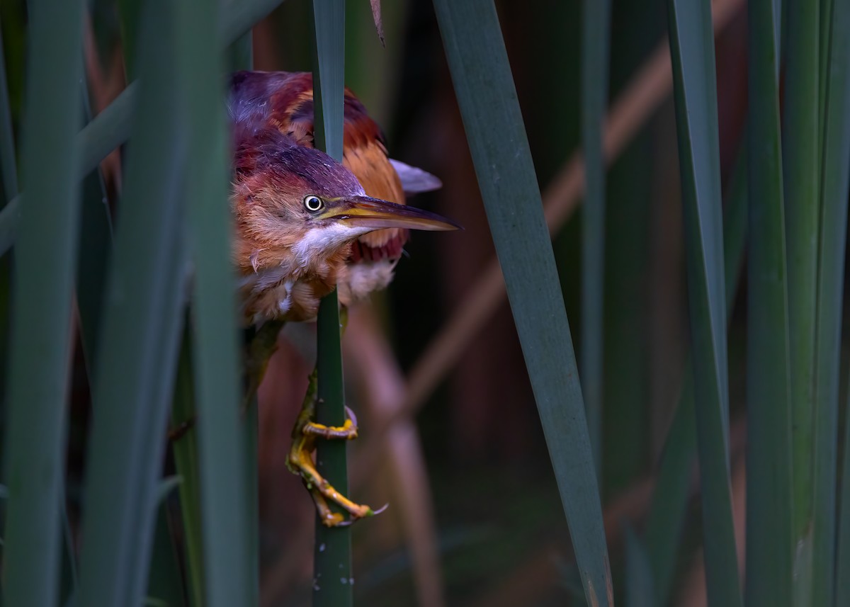 Least Bittern - ML642882685