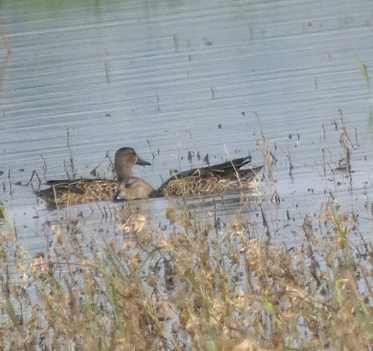Blue-winged Teal - ML642882691