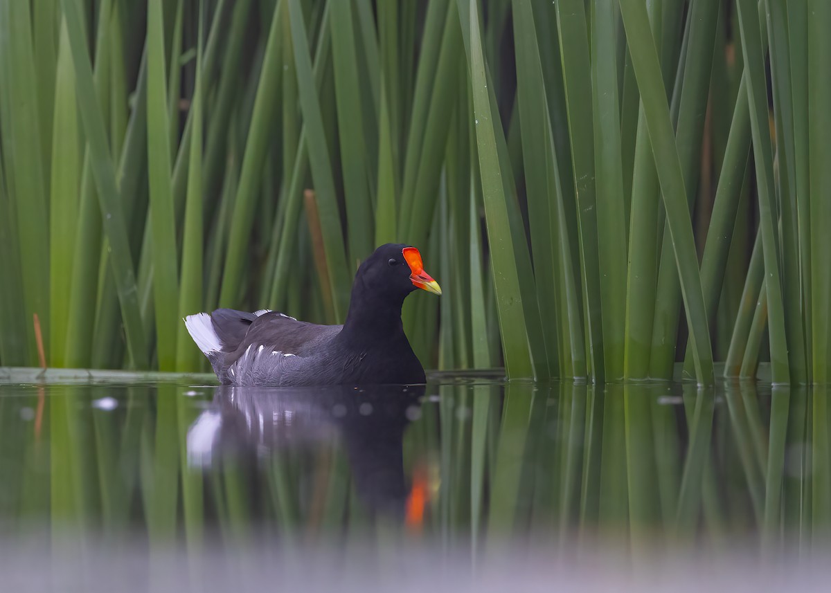 Common Gallinule (American) - ML642882692