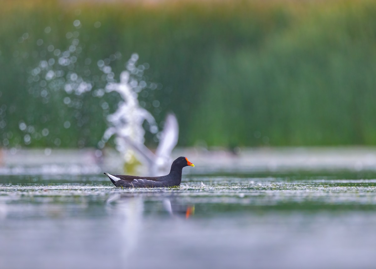 Common Gallinule (American) - ML642882695
